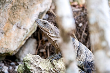 Close up portrait of a wild Lizard.