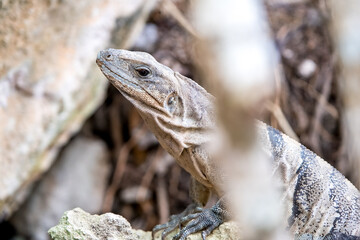 Close up portrait of a wild Lizard.
