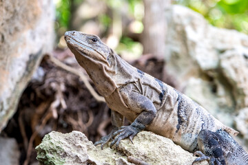Close up portrait of a wild Lizard.