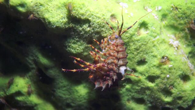 Macro shooting crayfish Acanthogammarus deep underwater in animal world of peculiar wild nature of Lake Baikal in Siberia Russia.