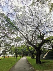 Cover of canopy
