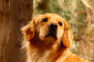 下から見たゴールデンレトリバー