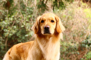 集中しているゴールデンレトリバー