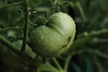 Green tomatoes on the green branch with the raindrops