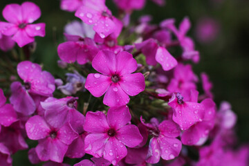 Obraz premium Pretty little pink flowers in the forest.