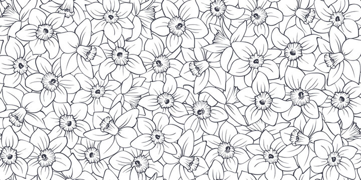 Floral seamless pattern with black outline daffodils on white background. Hand drawn sketch of narcissus flower buds. Lace spring vector for wedding design, greeting card, fabric, wallpaper print.