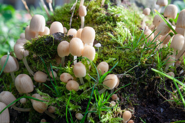 A clump of wild mushrooms growing among grasses and moss in the backyard garden.
