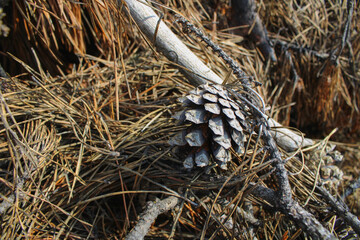 Conifers of a coniferous forest on the ground
