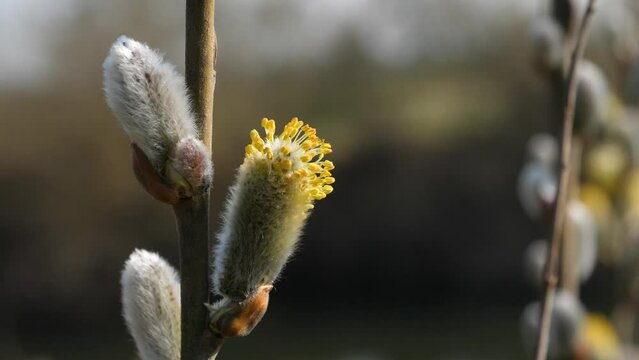 Nahaufnahme bl&uuml;hender Weiden, Weidenk&auml;tzchen, Weidengew&auml;chse, Insektenweide im Fr&uuml;hjahr