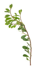 Bearberry, Arctostaphylos uva-ursi plant isolated on white background