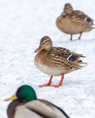 A flock of ducks on a frozen lake
