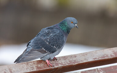 Portrait of a pigeon in nature