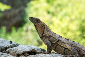 Close up portrait of a wild Lizard.