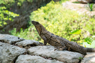 Close up portrait of a wild Lizard.