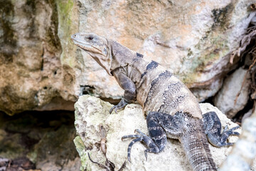 Close up portrait of a wild Lizard.