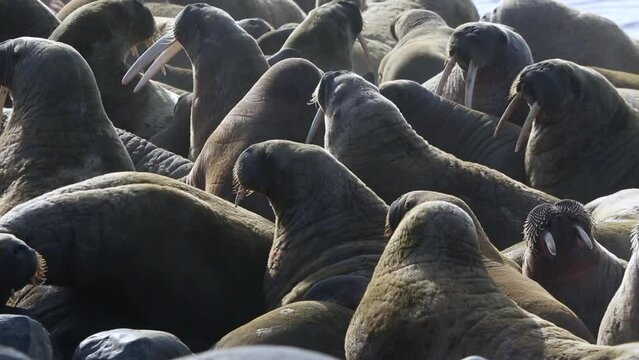 Group of walruses relax on shore of Arctic Ocean in Svalbard. Wildlife. Dangerous animals in Nordic badlands. Unique footage on background natural landscape and snow mountains of Spitsbergen.