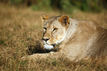 Close-up of a Lioness Resting in Grass. Amboseli, Kenya