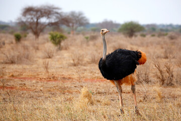 Naklejka premium Common Ostrich (Struthio camelus), with White Feathers Colored Red from the Red Soil. Ngutuni, Tsavo East, Kenya