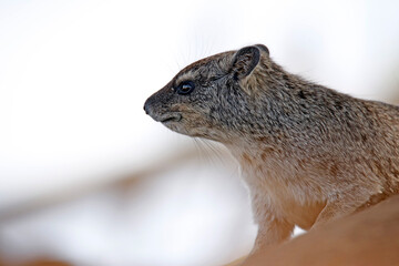 Rock Hyrax in Profile (Procavia capensis, aka Dassie, Cape Hyrax, Rock Rabbit). Tsavo West National Park, Kenya