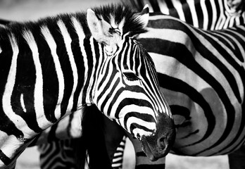 Fototapeta na wymiar Zebra’s Head in Profile, in Front of Other Zebras. Black and White Photo. Amboseli, Kenya