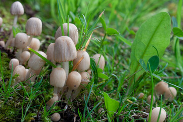 A clump of wild mushrooms growing among grasses and moss in the backyard garden.
