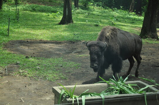 Wild Boar In The Woods