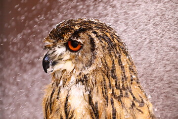 水を浴びているベンガルワシミミズク