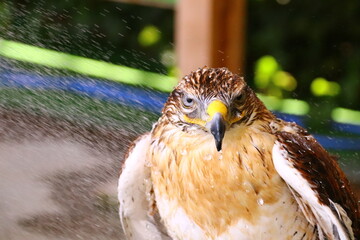 Fototapeta premium 水浴び中のフェルギナスホーク