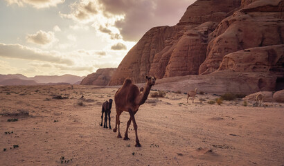 Group of camels walking over red sand at Wadi Rum desert, tall rocky mountains with sun backlight...
