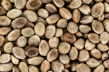 Heap of unpeeled cannabis seeds, view from above, closeup microscope detail, image width 23mm