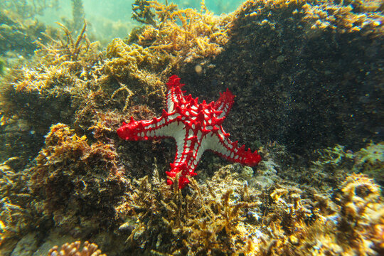 Sun shines on african Red-knobbed Starfish Protoreaster linckii in shallow sea - Anakao, Madagascar