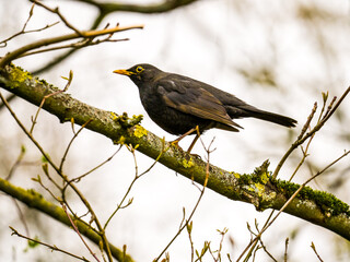 Blackbird perching on the tree branch close up, blurred light background
