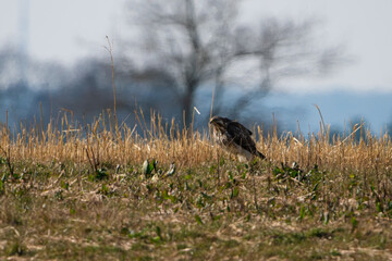 Buzzard on a harvestet field watching something.