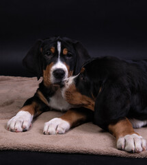two puppies on a brown blanket. large swiss mountain dog on a black background