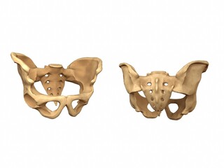 3D-rendering of the human pelvis