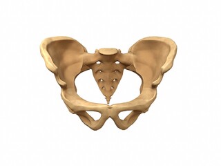 3D-rendering of the human pelvis
