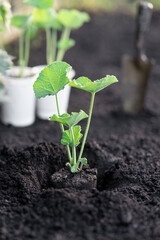 Tuber with hollyhock rose seedling in the hole. Selective focus. Preparation for instillation.
