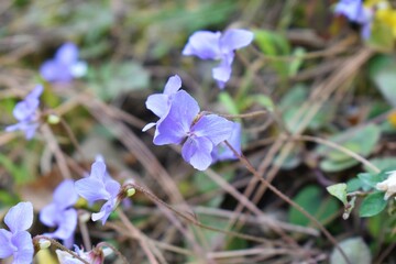 Indian Medicinal Plant Viola Odorata or Banafsha growing in forest