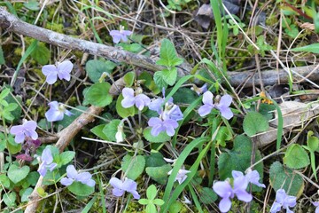 Indian Medicinal Plant Viola Odorata or Banafsha growing in forest