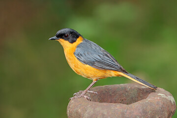 A colorful chorister robin-chat (Cossypha dichroa), South Africa.