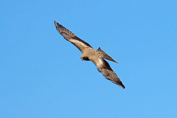 A yellow-billed kite (Milvus aegyptius) in flight against a clear blue sky, South Africa.