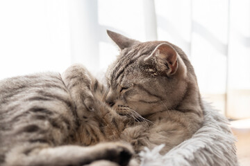 毛繕いをする猫　サバトラ猫