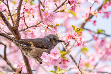 桜とヒヨドリ