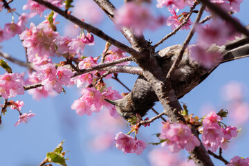 桜とヒヨドリ