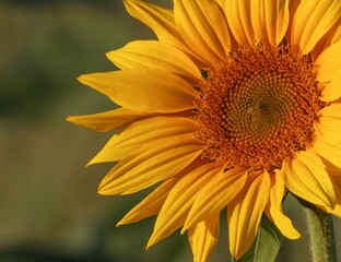 sunflower in the garden. Sunflower field. Natural background.
