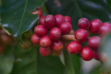 Red ripe coffee fruit on a branch with green bokeh background