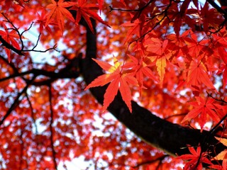 京都　光悦寺の紅葉
