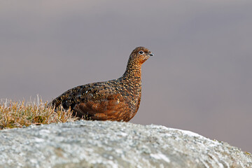 Female Red Grouse (Lagopus lagopus scotica) in the heather moorland of the Peak District