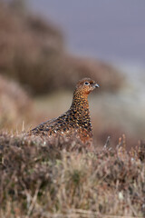 Female Red Grouse (Lagopus lagopus scotica) in the heather moorland of the Peak District