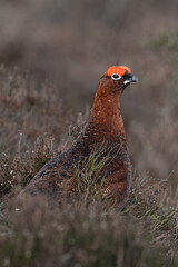 Plakat Red Grouse (Lagopus lagopus scotica) in the heather moorland of the Peak District